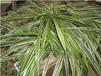 f13f16ca-Picture 001.jpg